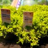 Imagem de Micranthemum Monte Carlo