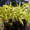 Imagem de Chlorophytum Bichetii