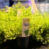 Imagem de Micranthemum Umbrosum