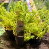 Picture of Myriophyllum Guyana