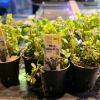 Imagem de Rotala Rotundifolia
