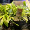 Imagen de Sagittaria Platyphylla
