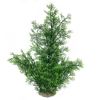 Picture of Phoenix Green