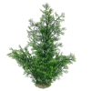 Picture of Phoenix Green