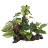 Imagem de Tropica Branch+Plant
