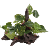 Imagem de Tropica Branch+Plant