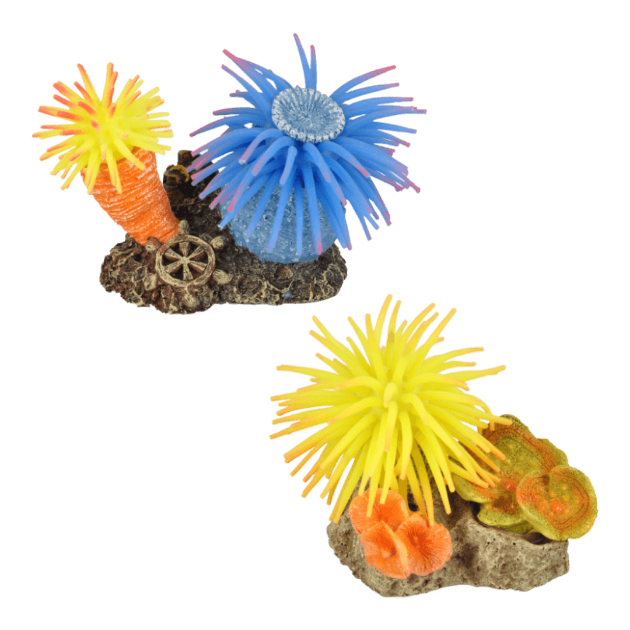 Imagen de AD Leo Anemone 2