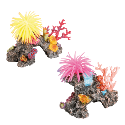 Imagem de Deco. Recife com Anemona