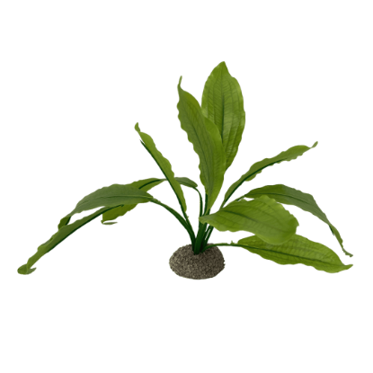 Imagem de Echinodorus 2 Green