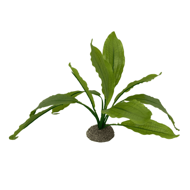 Picture of Echinodorus 2 Green