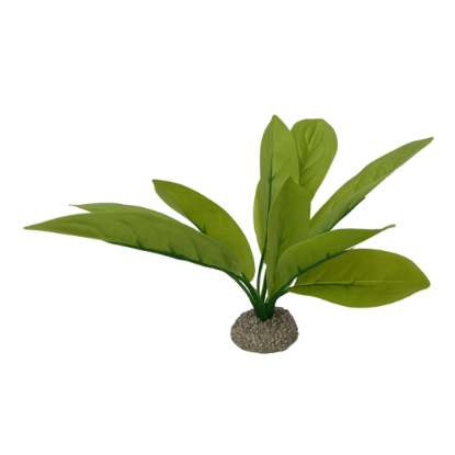 Imagem de Echinodorus 3 Green