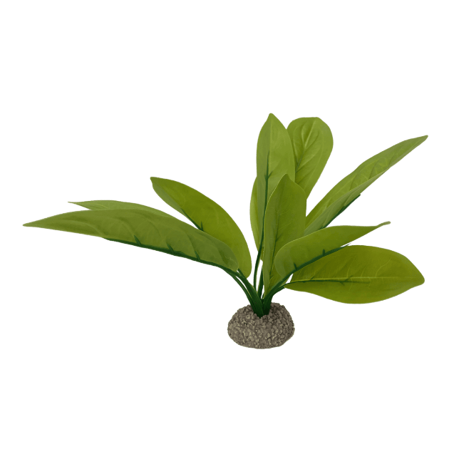 Picture of Echinodorus 3 Green