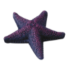 Picture of Starfish Assort
