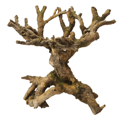 Imagem de Deco. Bonsai