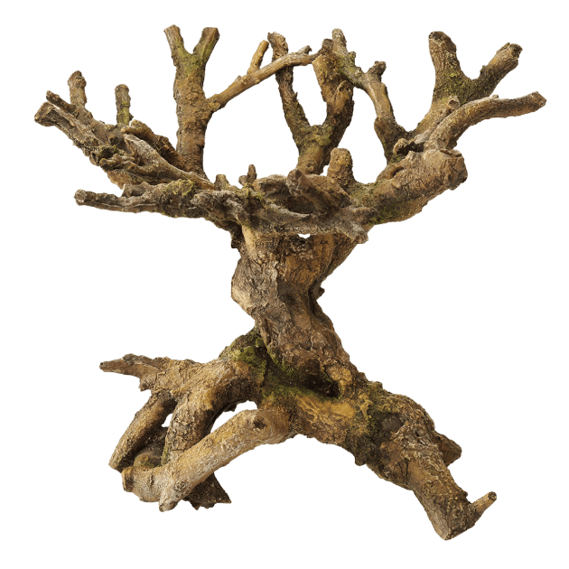 Imagem de Deco. Bonsai