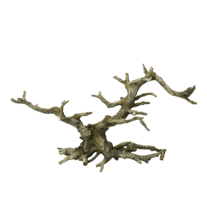 Imagem de Bonsai without Leaves
