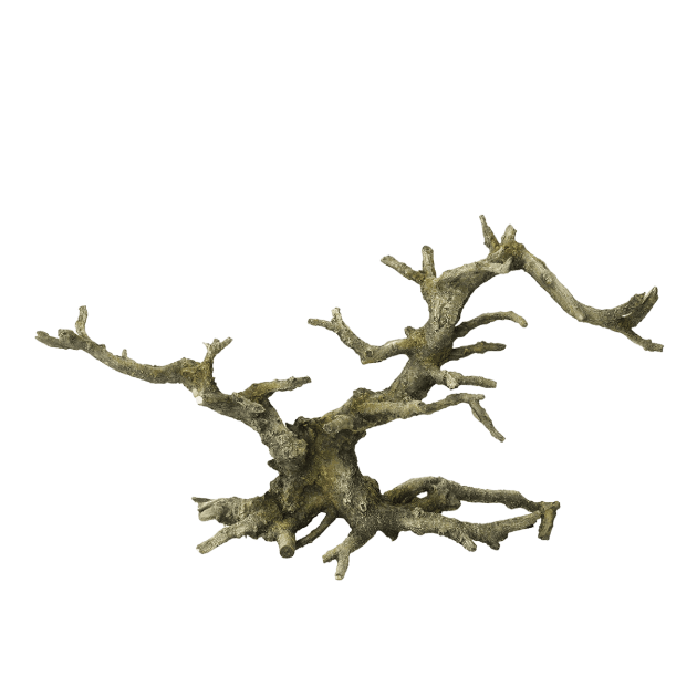 Imagem de Bonsai without Leaves