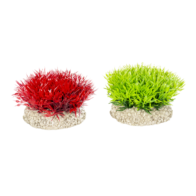Picture of Plant Crystalwort Moss Mixed Colors - S