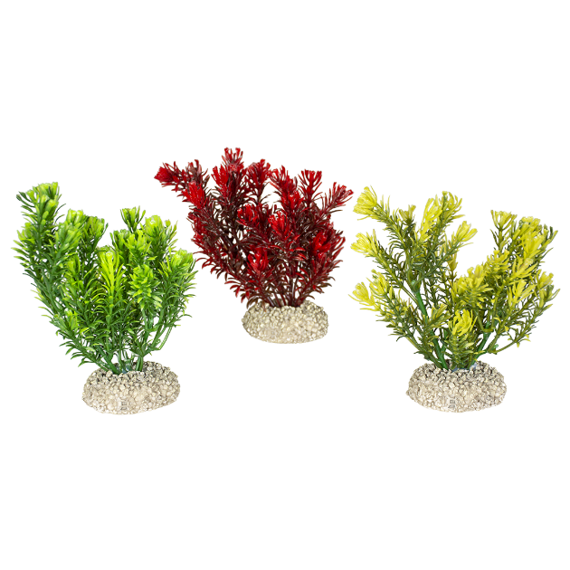 Imagem de Plant Canadensis Mixed Colors - S