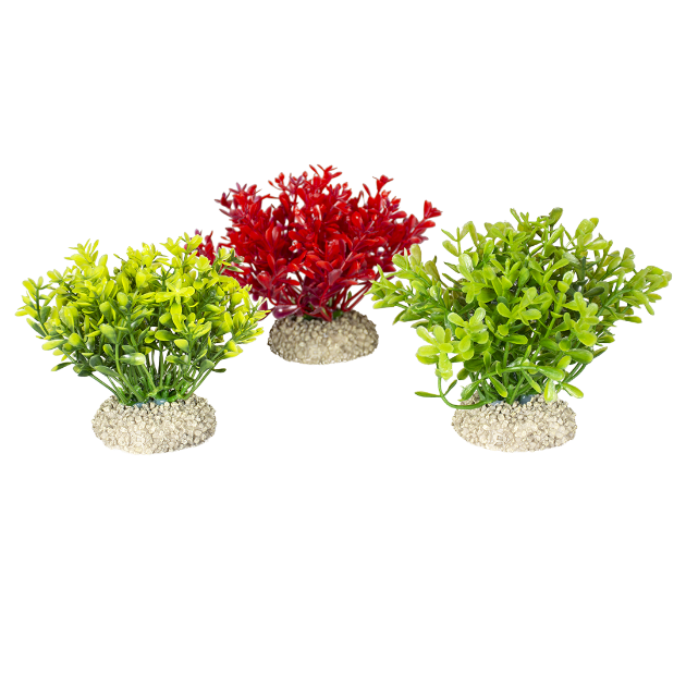 Picture of Plant Glosso Mixed Colors 2 - S