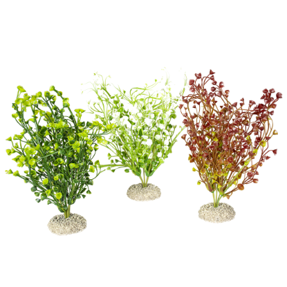 Imagem de Plant Bacopa Mixed Colors - M