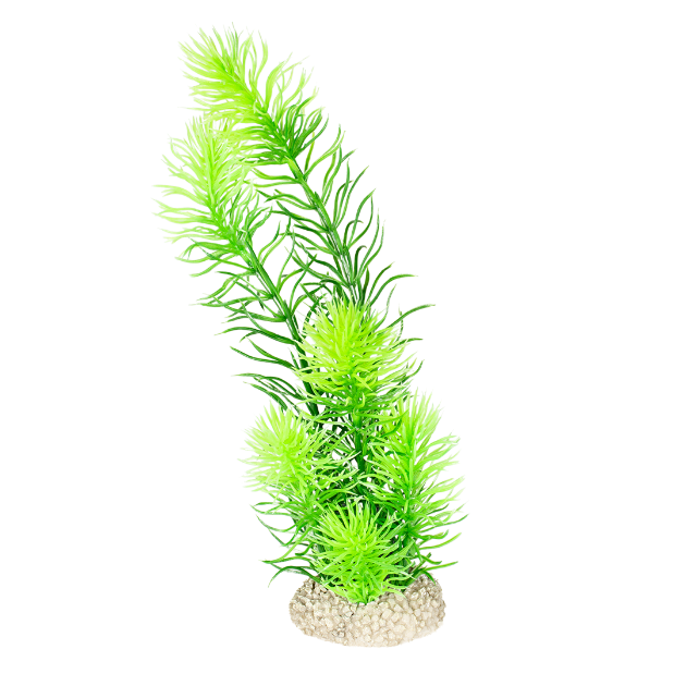 Imagem de Plant Hornwort Dark Green - M