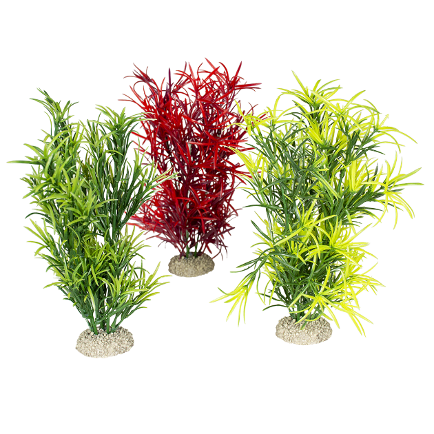 Picture of Plant Hydrilla Mixed Colors 1 - L