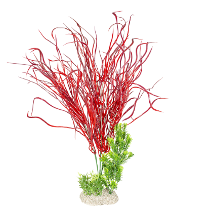 Imagem de Plant Lily Grass Mixed Colors - XL