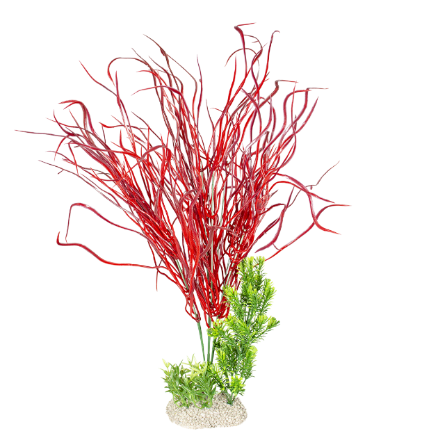 Picture of Plant Lily Grass Mixed Colors - XL