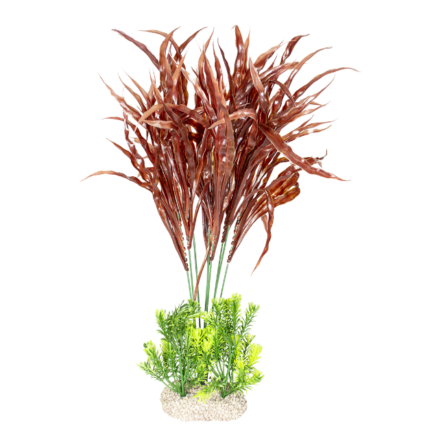 Picture of Plant Java Fern Mixed Colors - XL