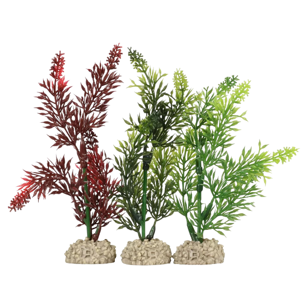 Picture of Plant Elodea Densa Mixed Colors - XL