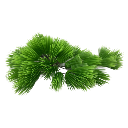 Imagem de Eleocharis Green