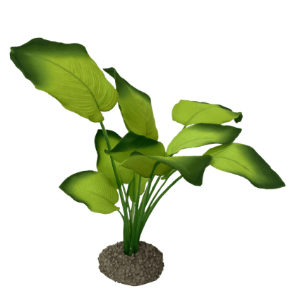 Imagem de Anubias 3 Green