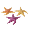 Imagen de Real Sea Star Assorted