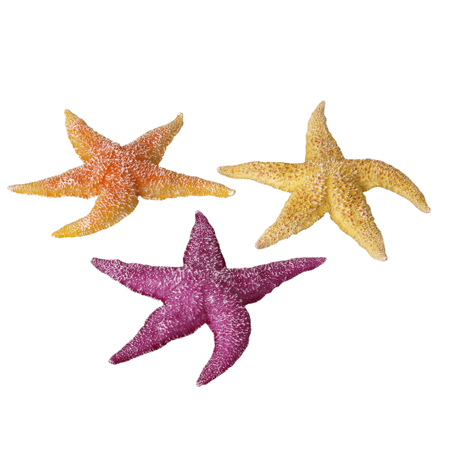 Imagen de Real Sea Star Assorted