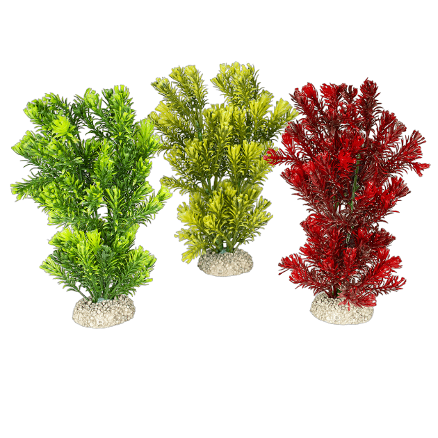 Picture of Plant Canadensis Mixed Colors - M