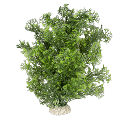 Imagem de Plant Phoenix Dark Green - L