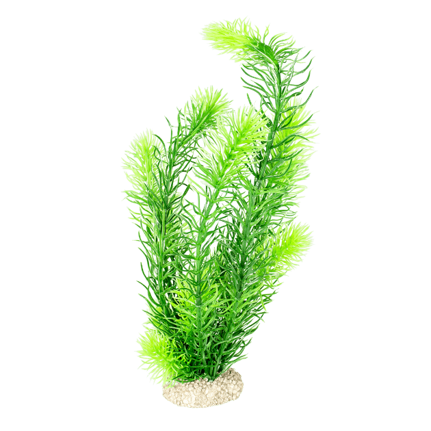 Imagen de Plant Hornwort Dark Green - L